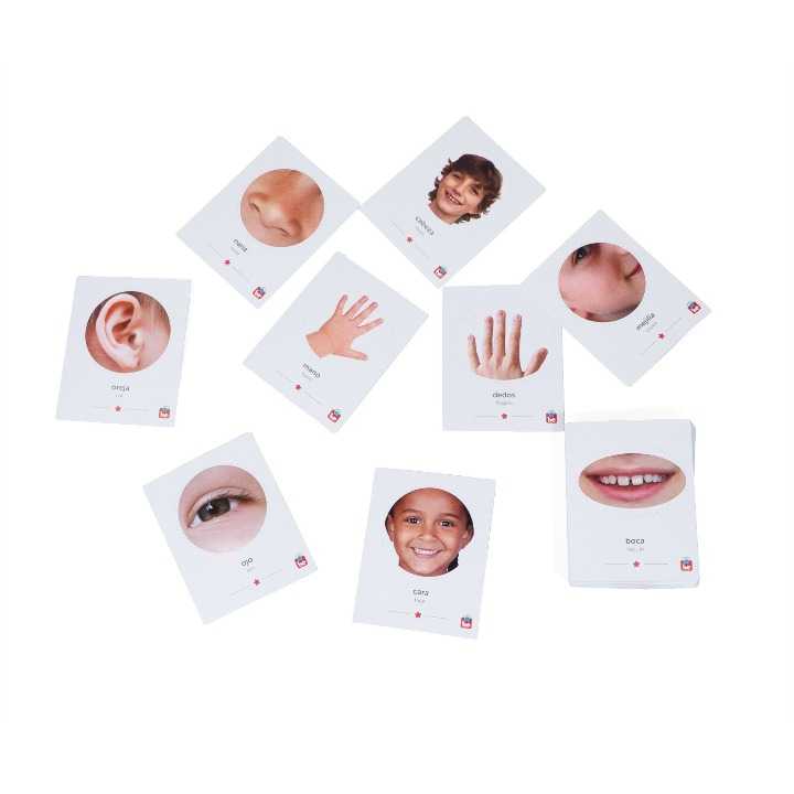 Flash Cards Partes del Cuerpo